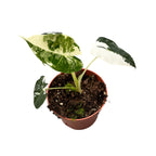 Alocasia micholitziana ‘Frydek Variegata’ – eleganta tropicala in verde smarald si alb-crem