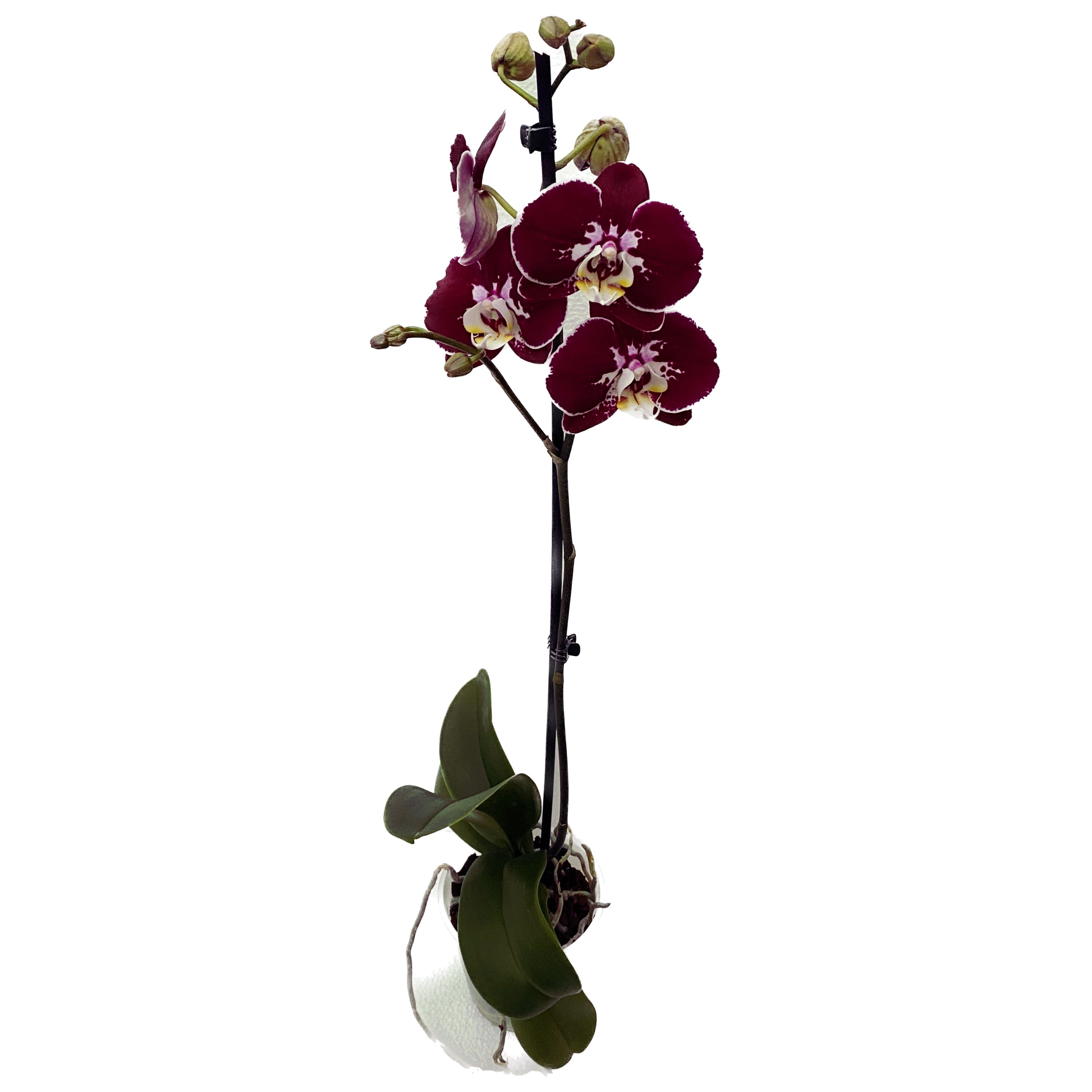 Phalaenopsis ‘Limited #33’