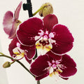 Phalaenopsis ‘Limited #33’