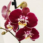 Phalaenopsis ‘Limited #33’