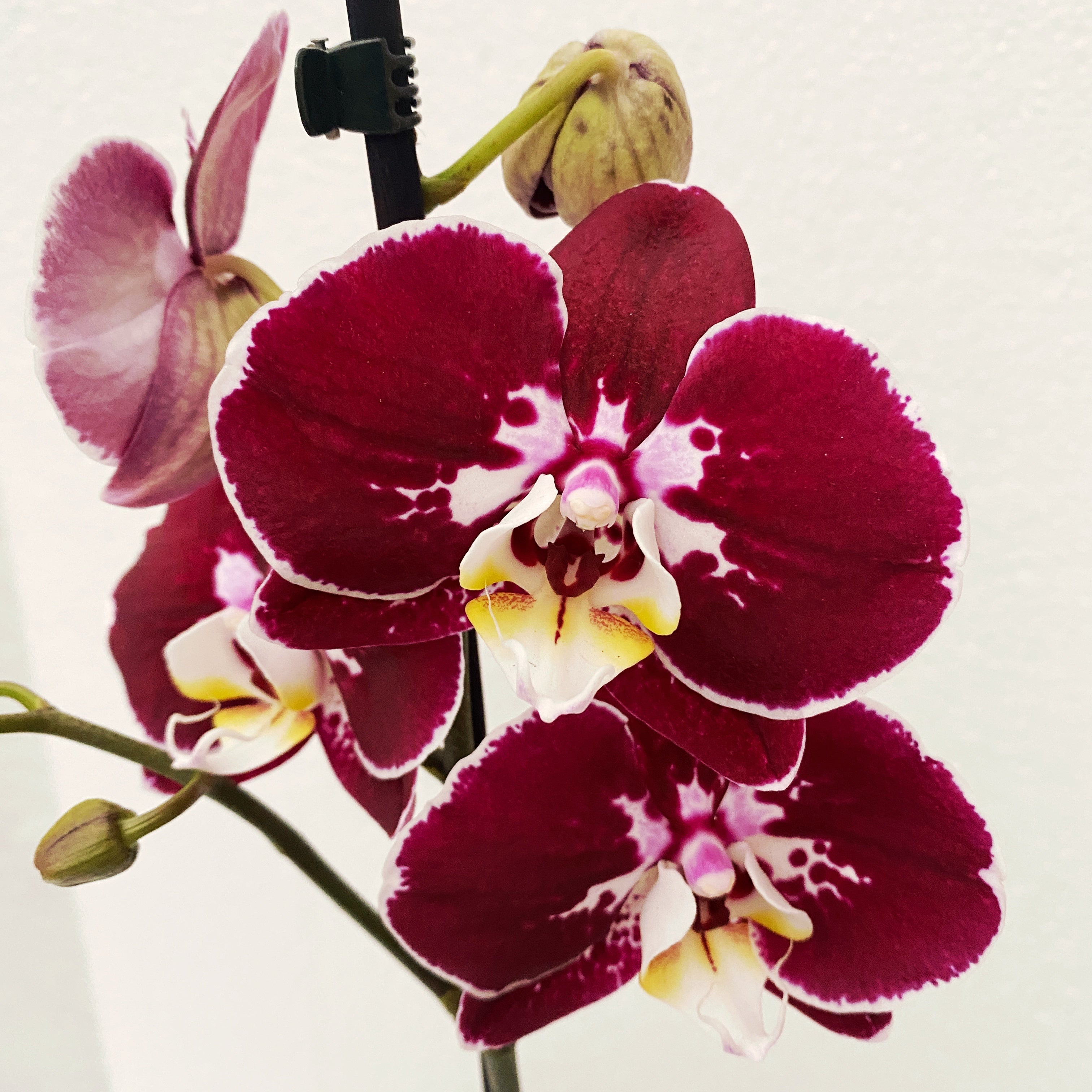 Phalaenopsis ‘Limited #33’