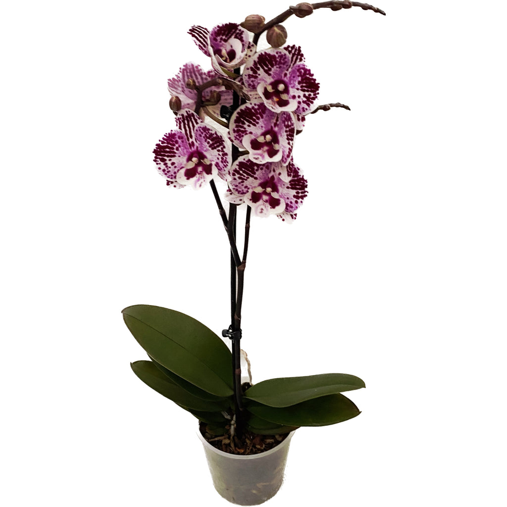 Phalaenopsis 'Limited #37’ big lip