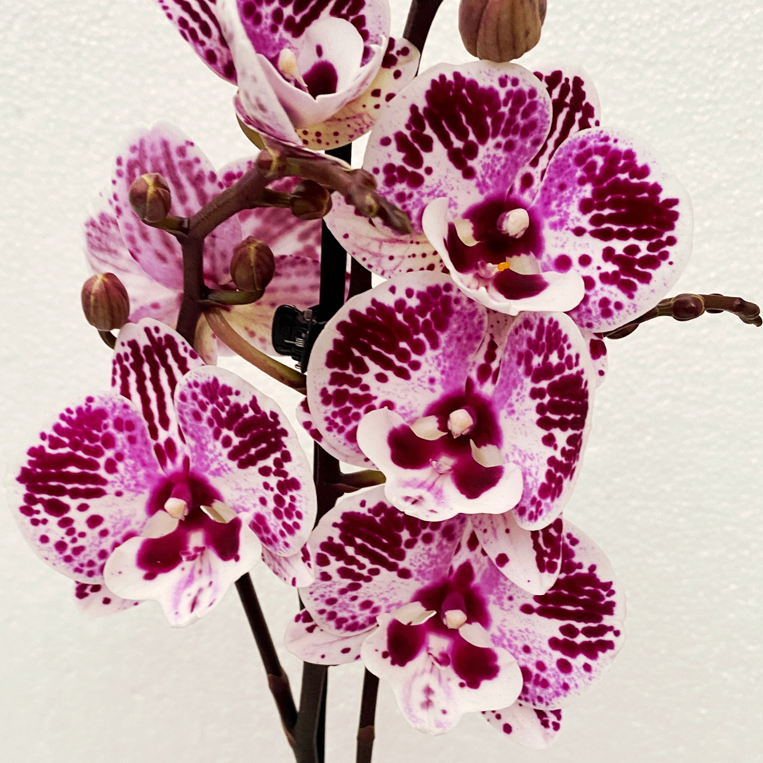 Phalaenopsis 'Limited #37’ big lip
