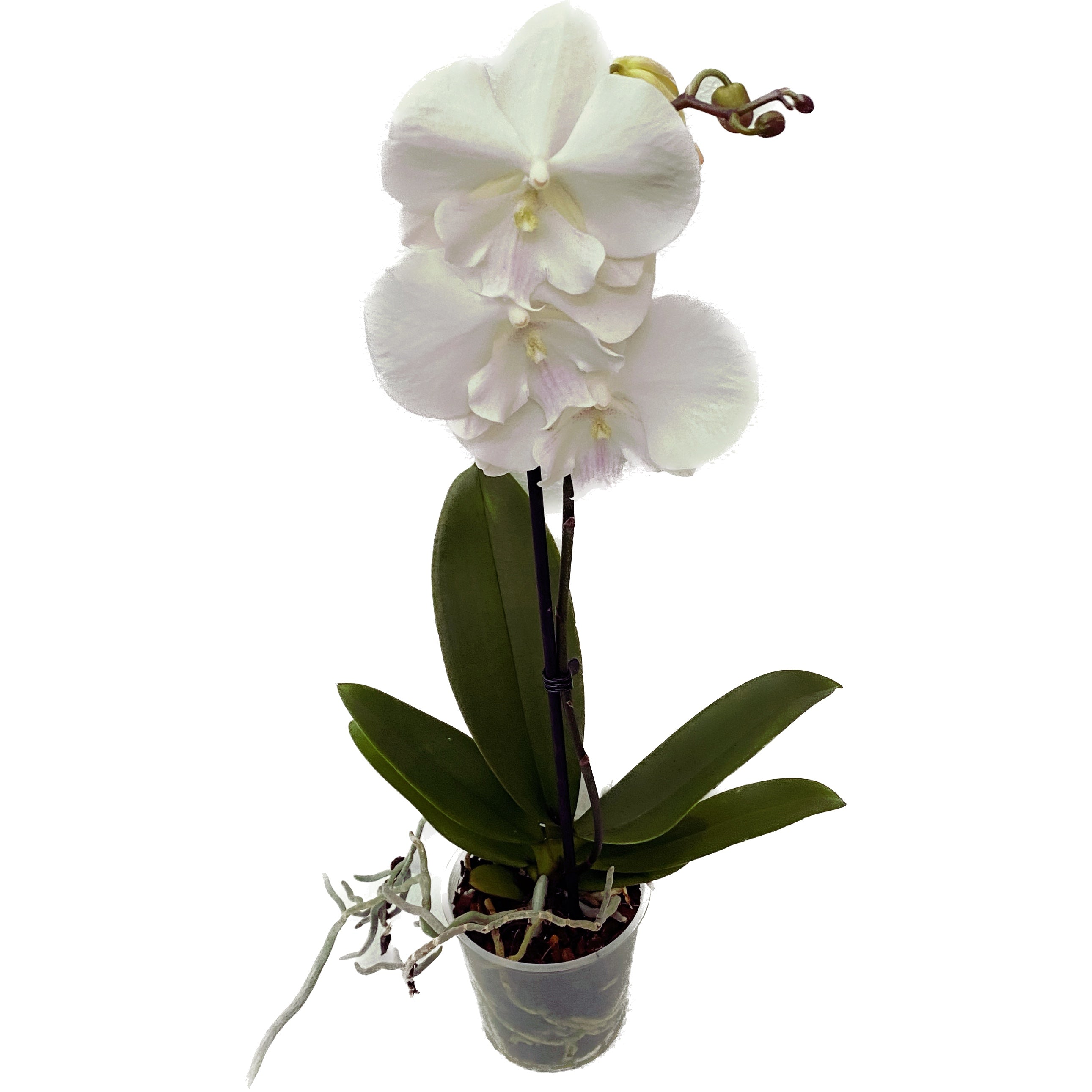 Phalaenopsis Big Lip Leontine