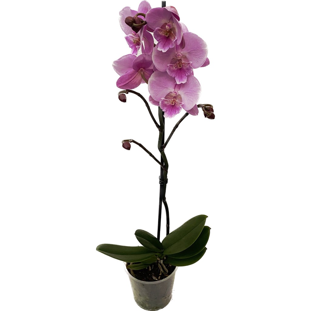 Phalaenopsis 'Limited #39’ big lip