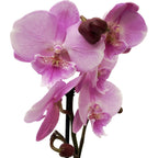 Phalaenopsis 'Limited #39’ nagy ajak
