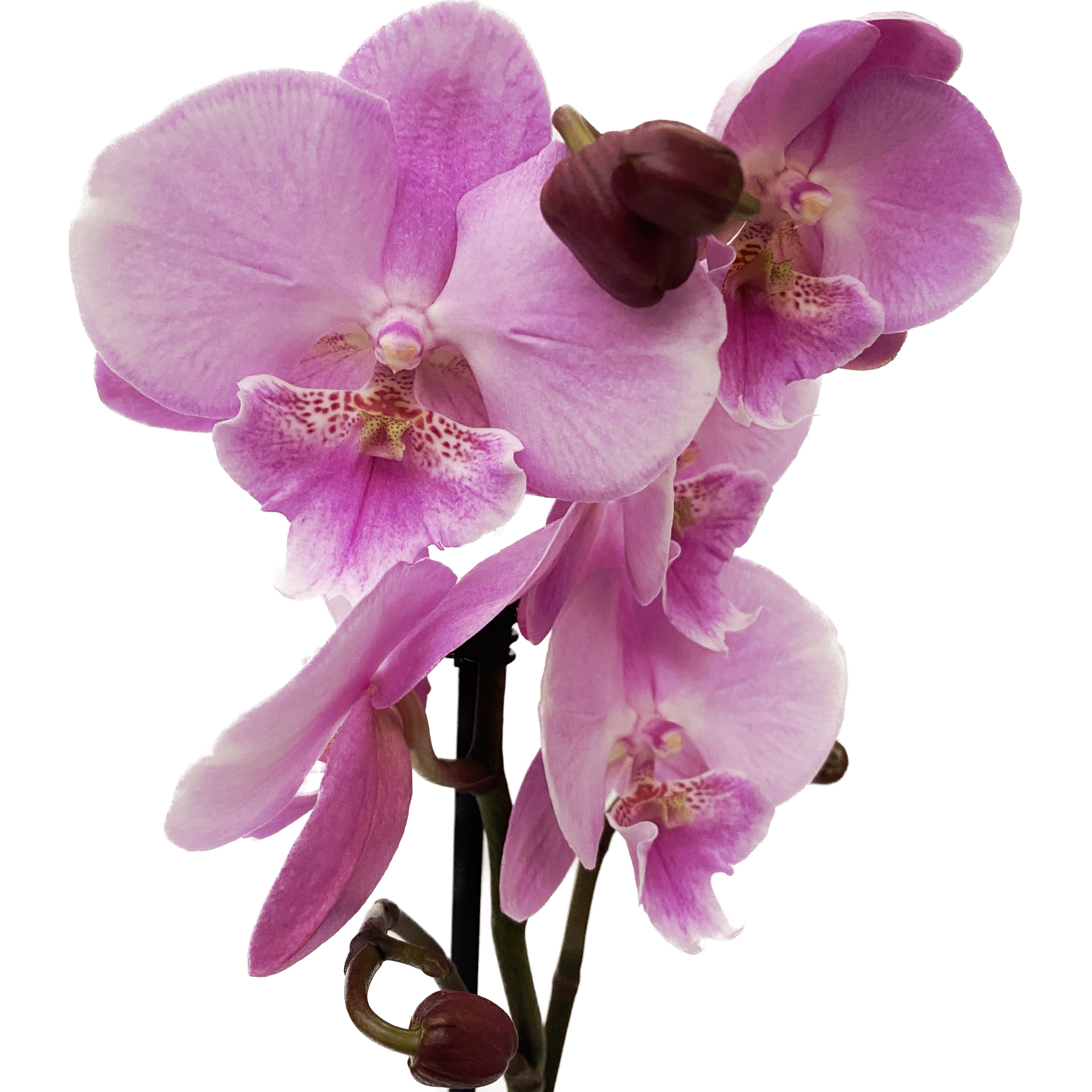 Phalaenopsis 'Limited #39' grande labbro