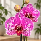 Phalaenopsis 'New Wave’
