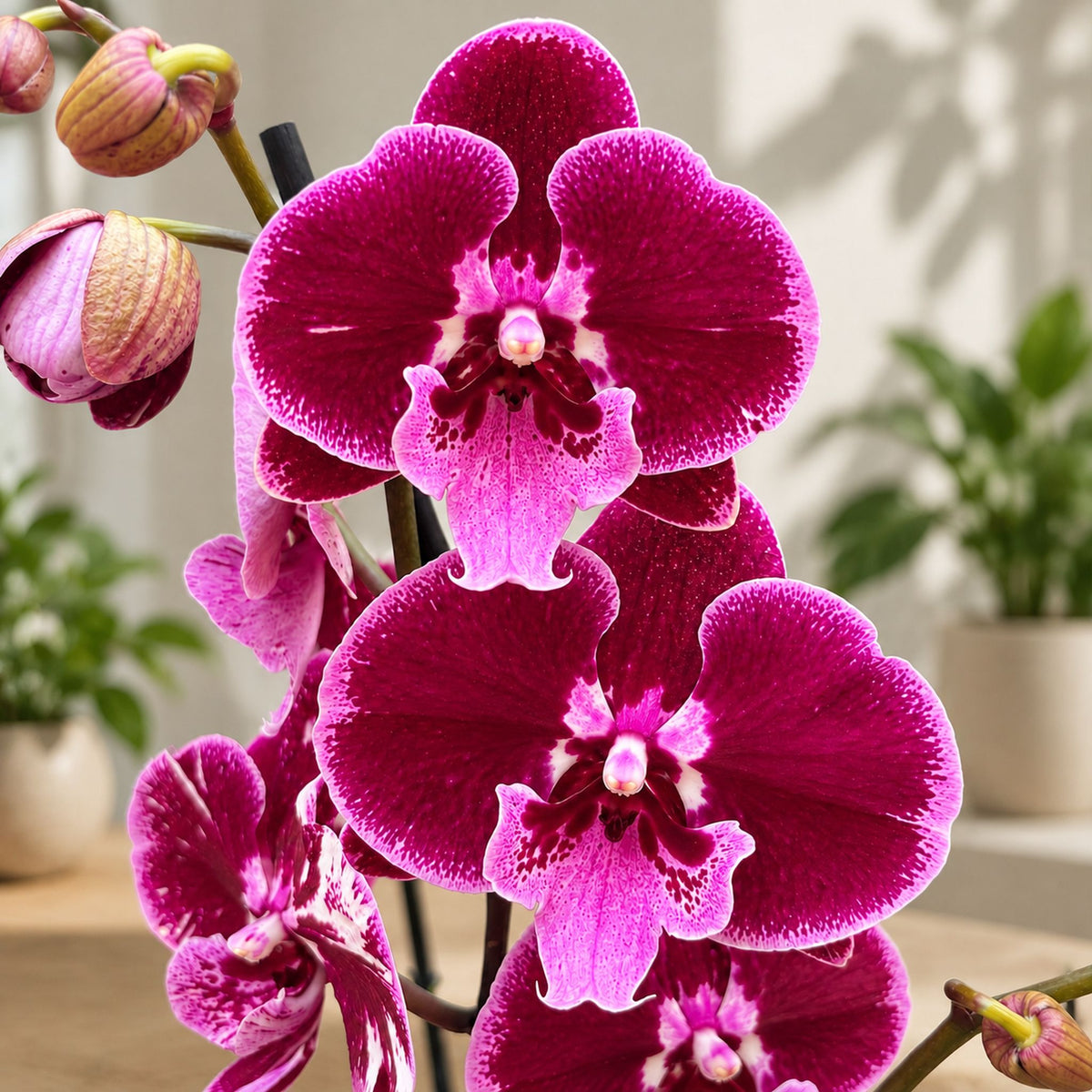 Phalaenopsis Balbina big lip
