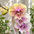 Phalaenopsis ‘Lianher Rainbow’ (Daria) big lip