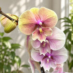 Phalaenopsis ‘Lianher Rainbow’ (Daria) big lip