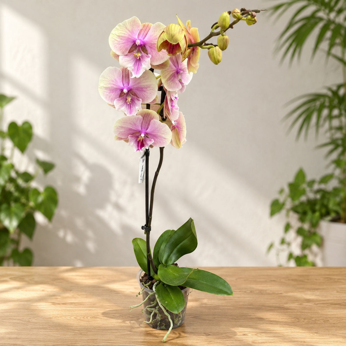Phalaenopsis ‘Lianher Rainbow’ (Daria) big lip
