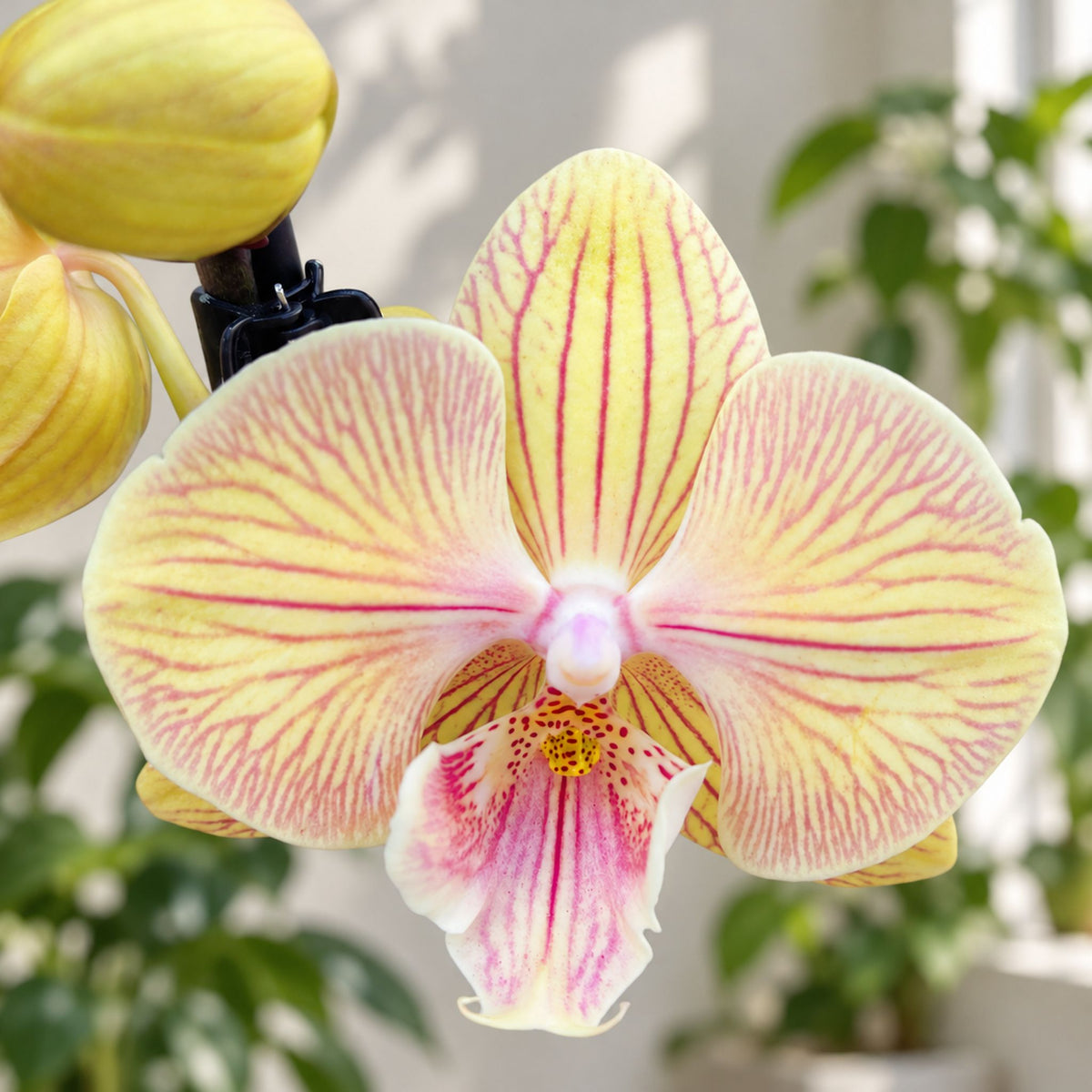 Phalaenopsis 'Zalm' big lip