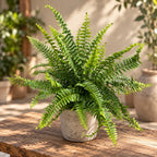 Nephrolepis (indoor fern) D17 – a sensational touch of green for any space