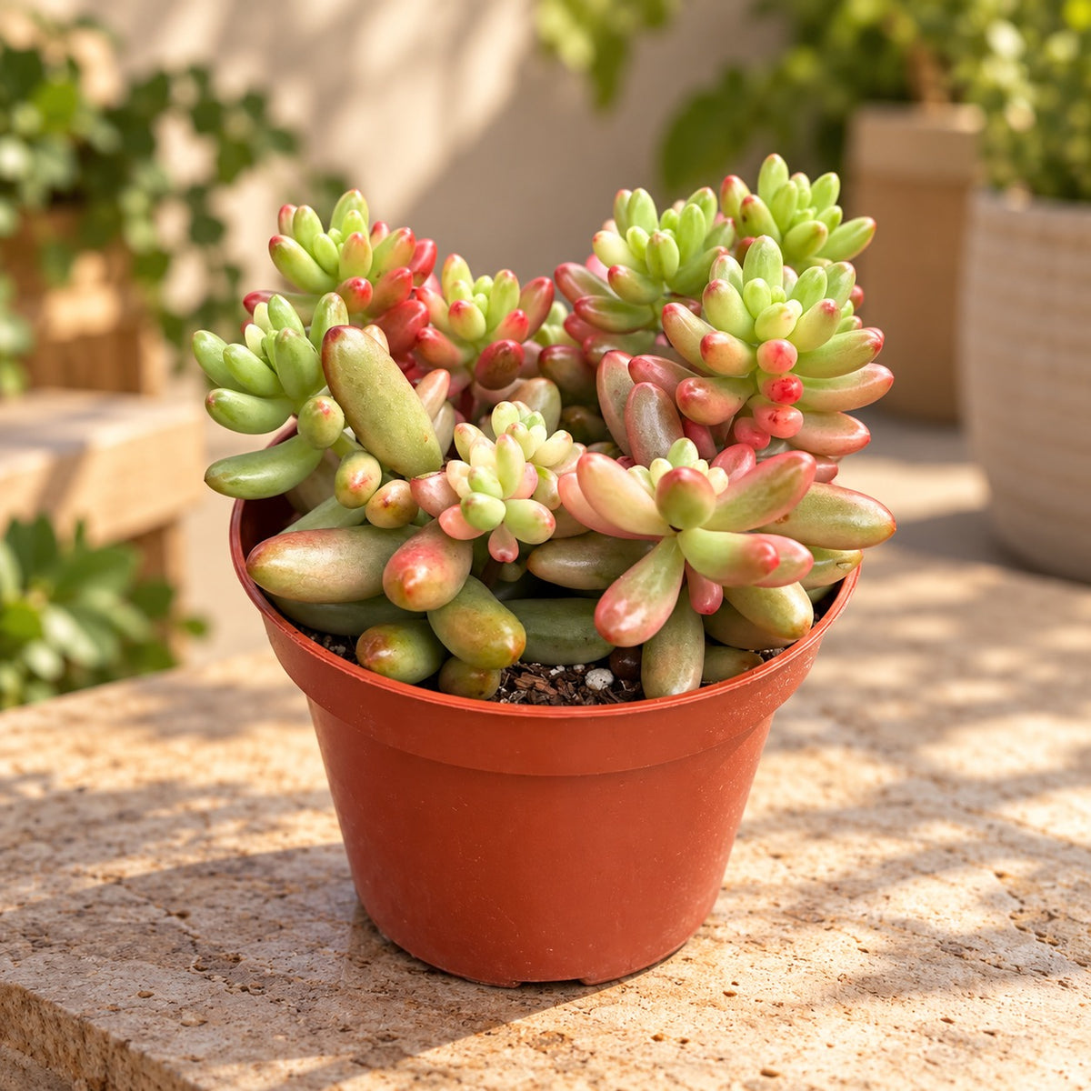 Sedum rubrotinctum ‘Aurora’ – Pink Jelly Bean, succulent with translucent pink foliage
