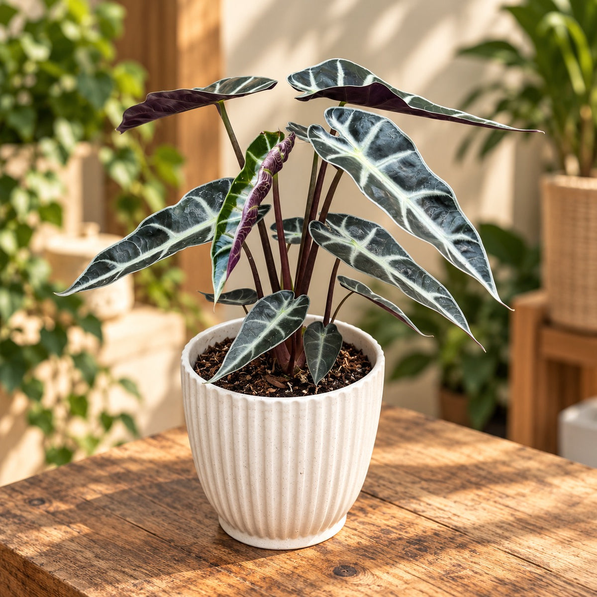 Alocasia x amazonica 'Bambino' - Compact Alocasia with narrow leaves and silvery veins