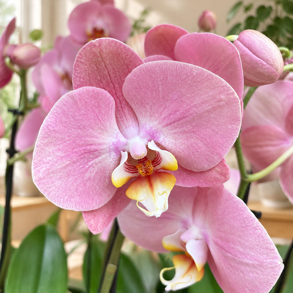 Phalaenopsis Sylvia