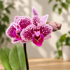Phalaenopsis multiflore violet