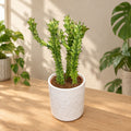 Euphorbia trigona 'Variegata' - 3 rostliny/květináč