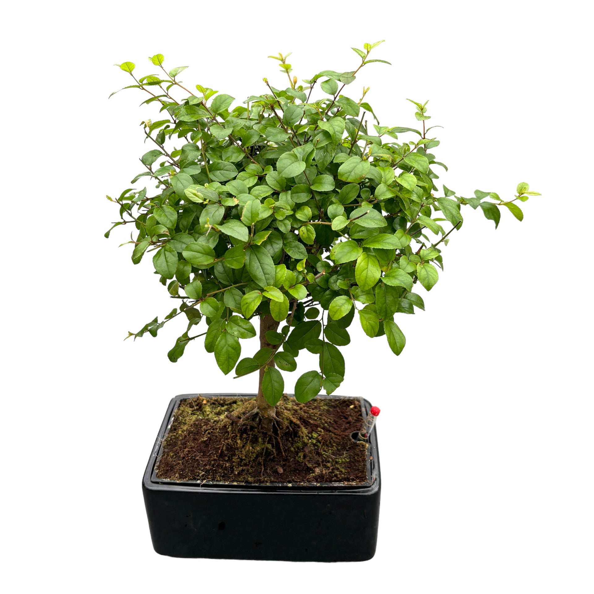 Bonsai Sageretia (watersystem) – Secret Garden Plant Shop