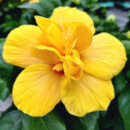 Hibiscus Koenig - Trandafir japonez galben cu flori duble