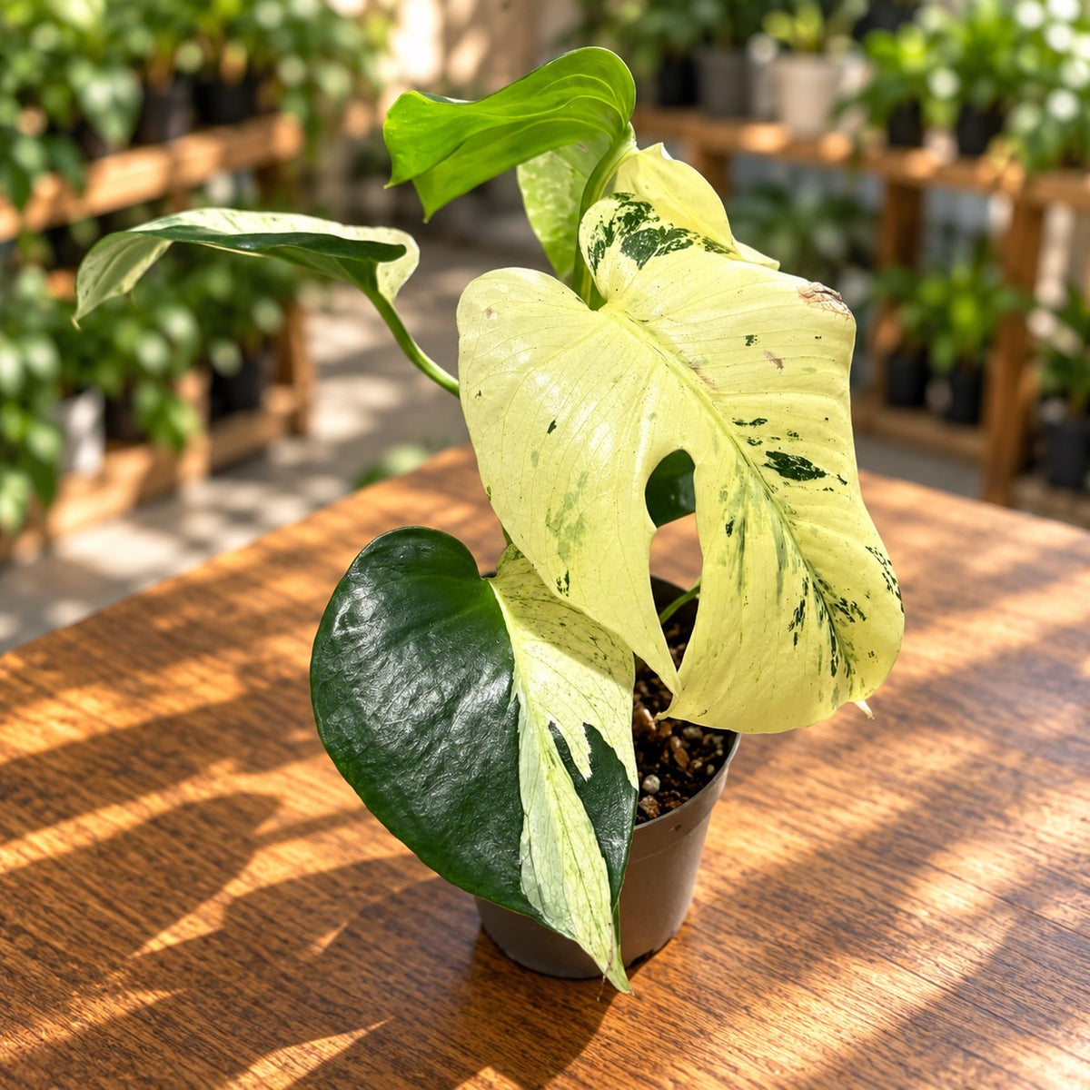 Monstera deliciosa „Mint“ Half Moon - jedinečný kus #02
