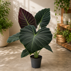 Alocasia 'Regal Shields' XL - alocasia impressionante con foglie enormi verde scuro