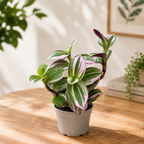 Tradescantia albiflora 'Nanouk'