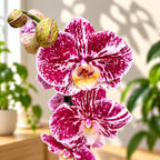 Phalaenopsis Limited #03