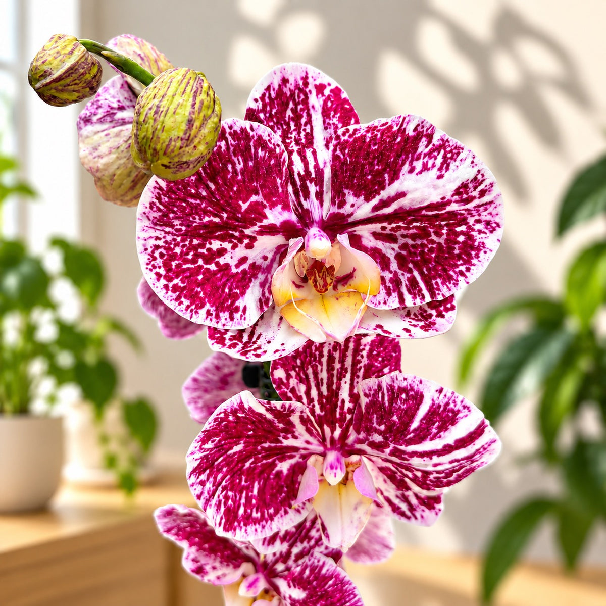 Phalaenopsis Limited #03