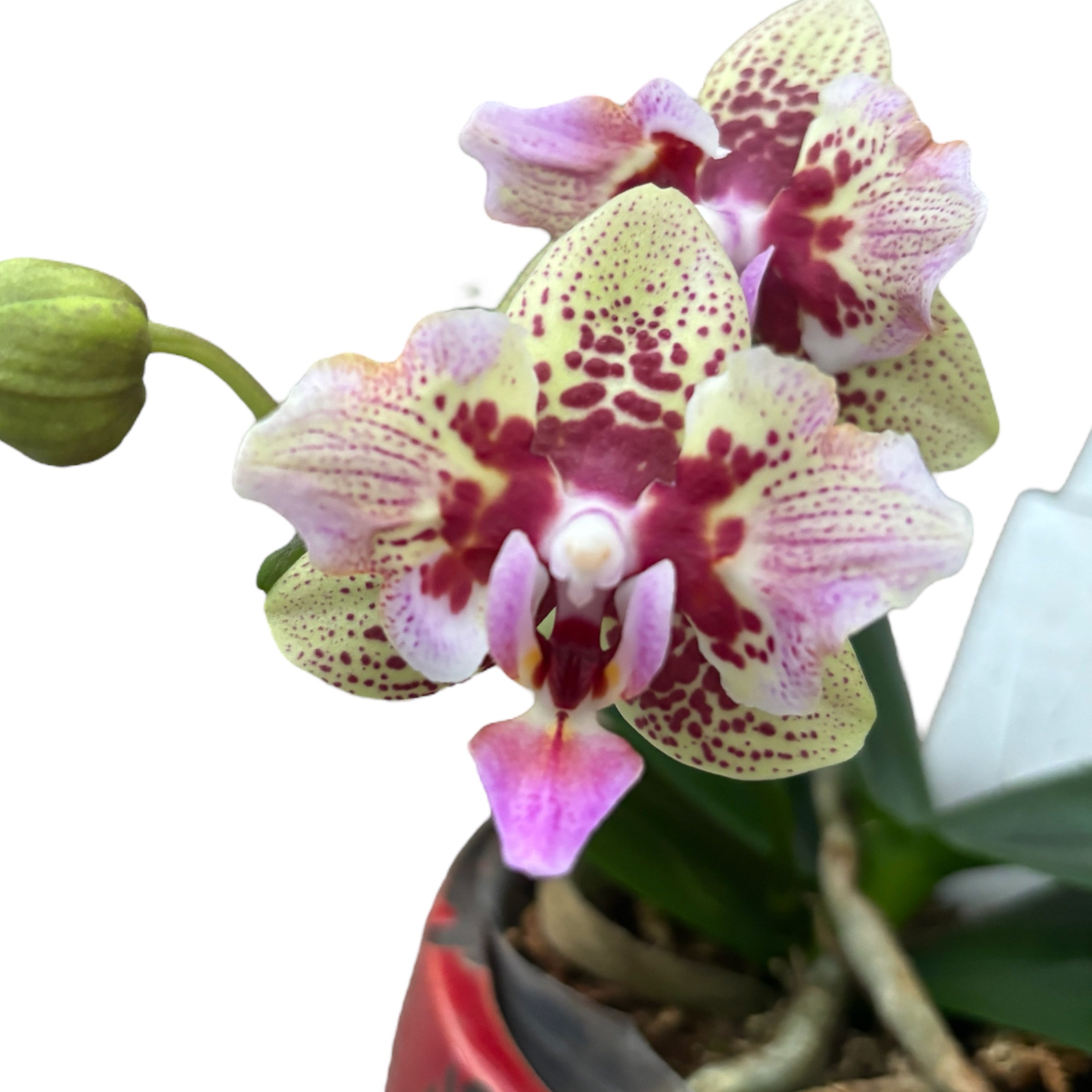 Phalaenopsis Lucky Leopard (pelorična)