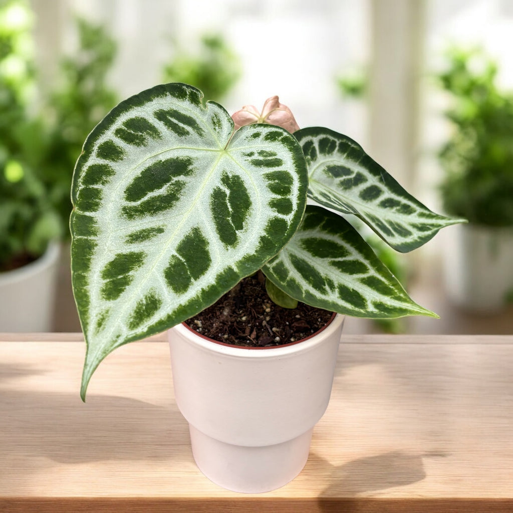 Anthurium crystallinum 'Silver Blush'