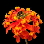 Epidendrum radicans ‘Orange’ XL