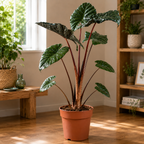 Alocasia sarawakensis ‘Yucatan Princess’ XL