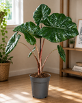 Alocasia sarawakensis ‘Yucatan Princess’ XL