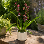 Burrageara Lazio variety – fragrant