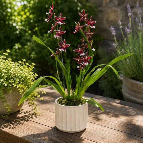 Burrageara Lazio variety – fragrant