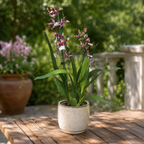 Burrageara Barrocco® Bright – mirisna