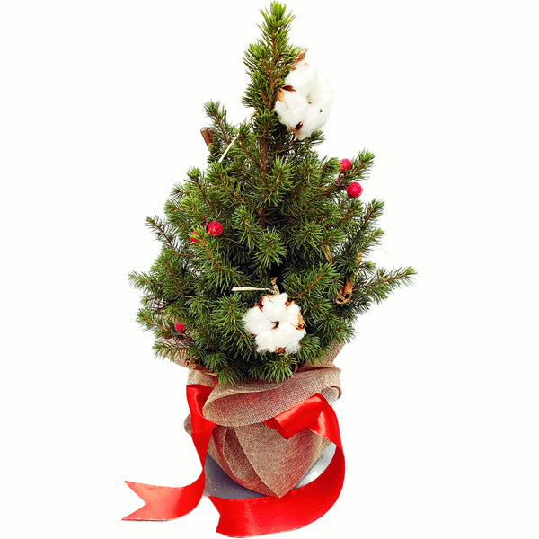 Decorated potted fir H40-50 cm