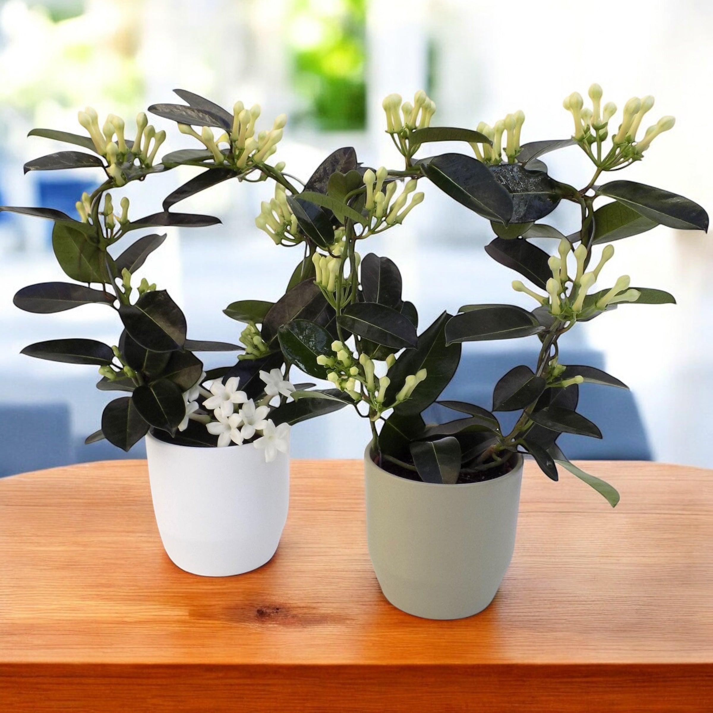 Stephanotis floribunda cu vas decorativ (Iasomia de Madagascar)