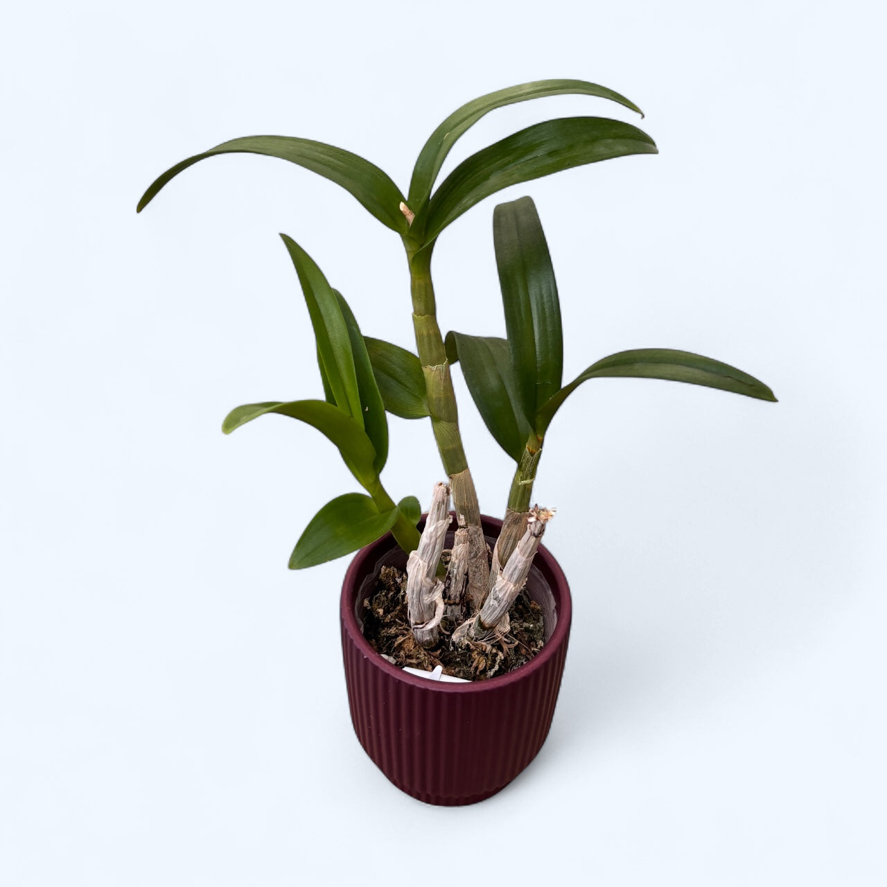 Dendrobium Enobi Purple 'Splash' AM/AOS