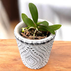 Gastrochilus japonicus *parfumat