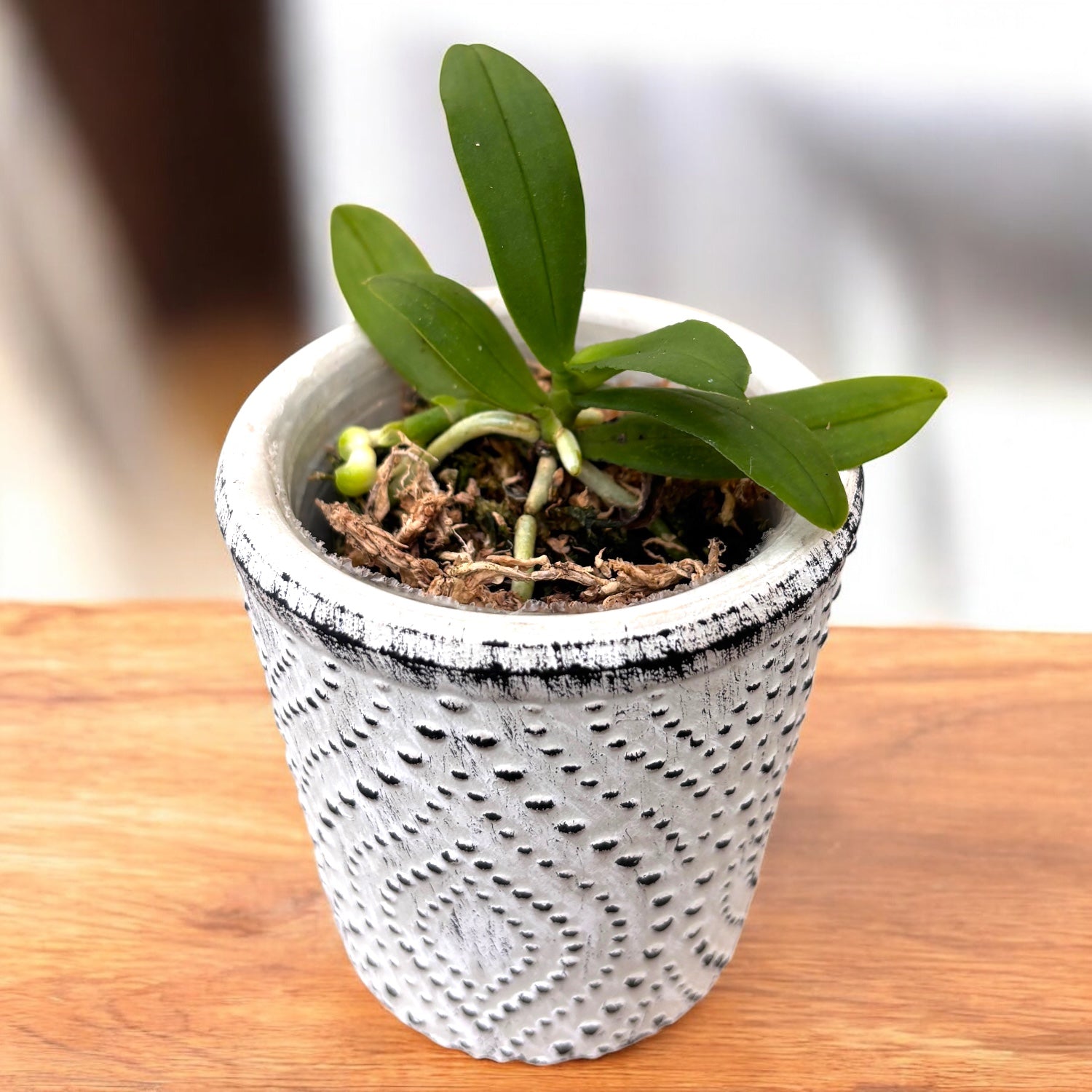 Gastrochilus japonicus *parfumat