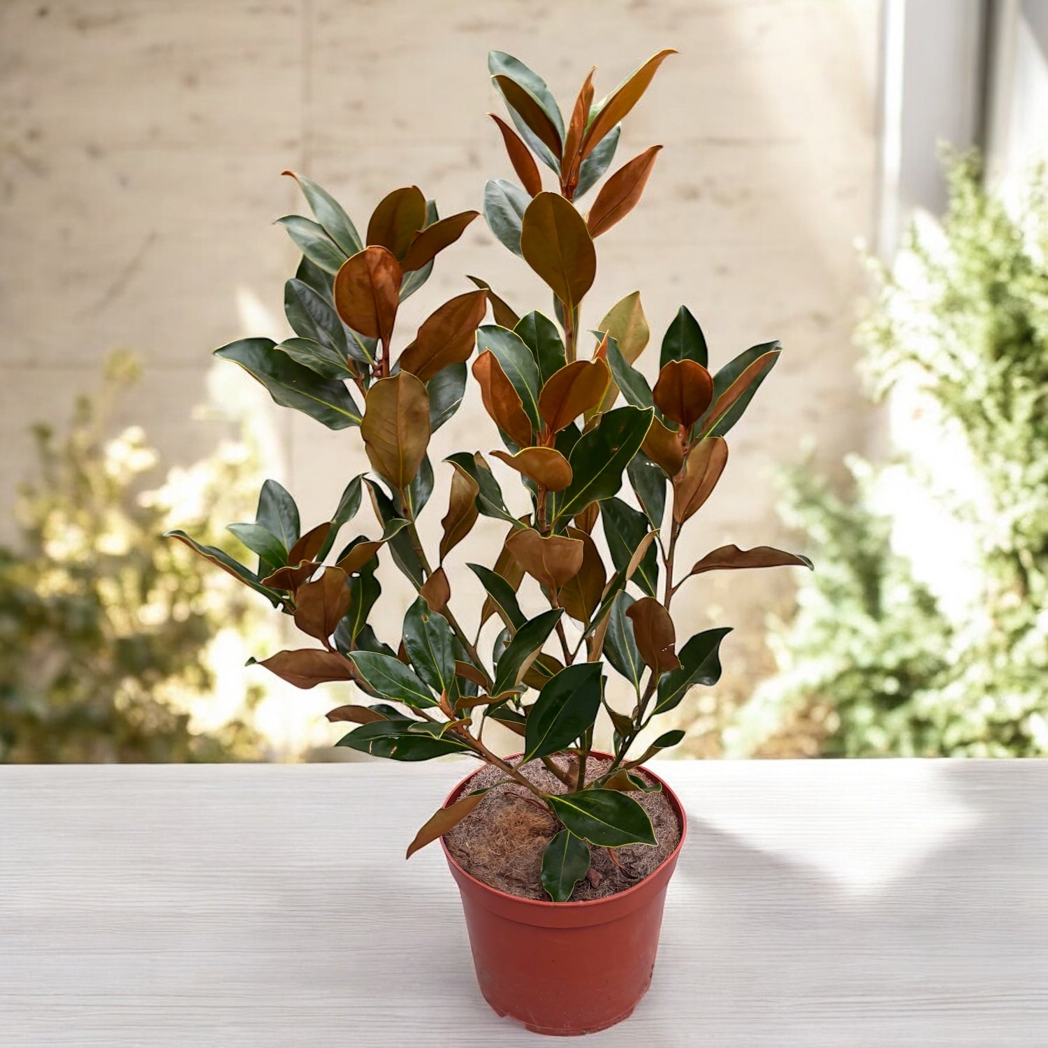 Magnolia grandiflora 'Little Gem' - stálezelené listy, voňavé květy