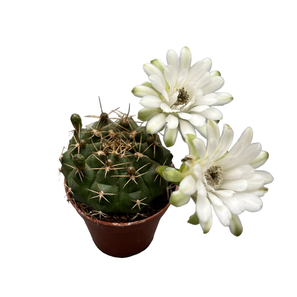 Gymnocalycium damsii (anisitsii)