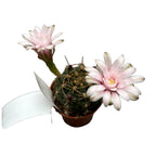 Gymnocalycium damsii (anisitsii)