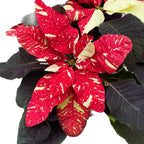 Euphorbia pulcherrima 'Mouse Glitter'