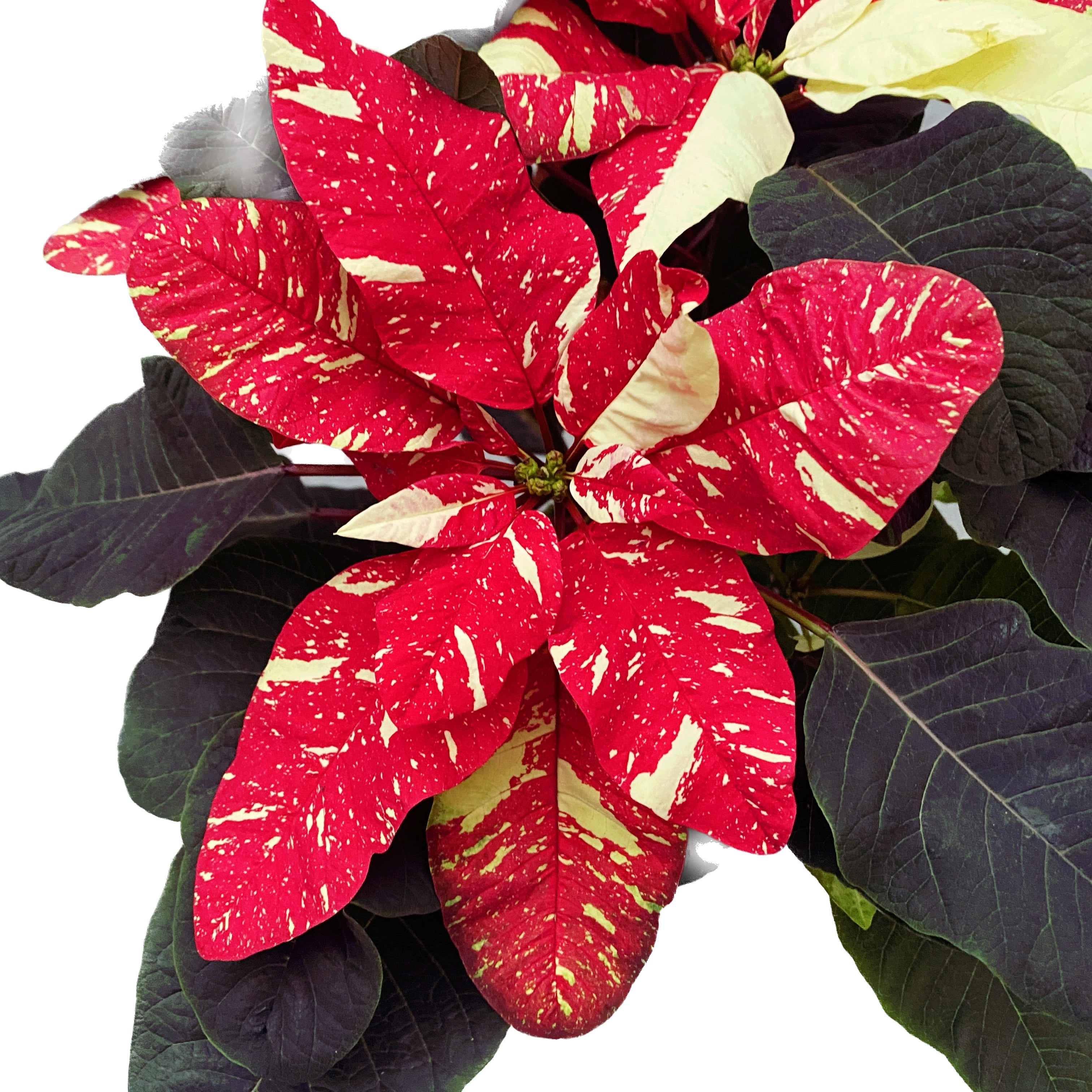 Euphorbia pulcherrima 'Mouse Glitter'