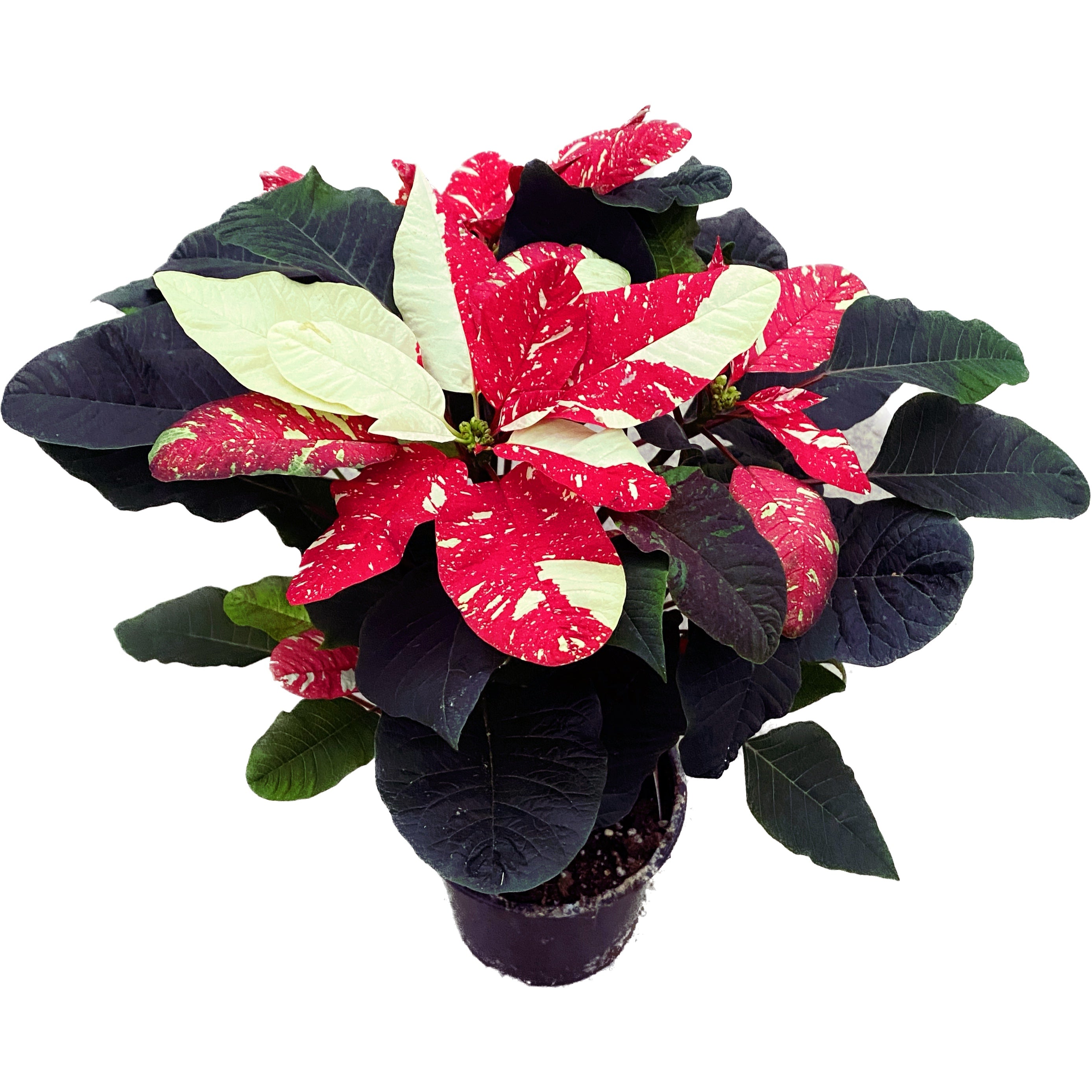 Euphorbia pulcherrima 'Mouse Glitter'