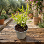 Lavanda variegata - Lavandula angustifolia 'Platinum Blonde'